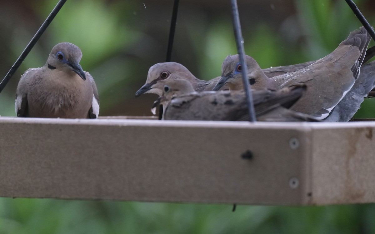 White-tipped Dove - ML638742333