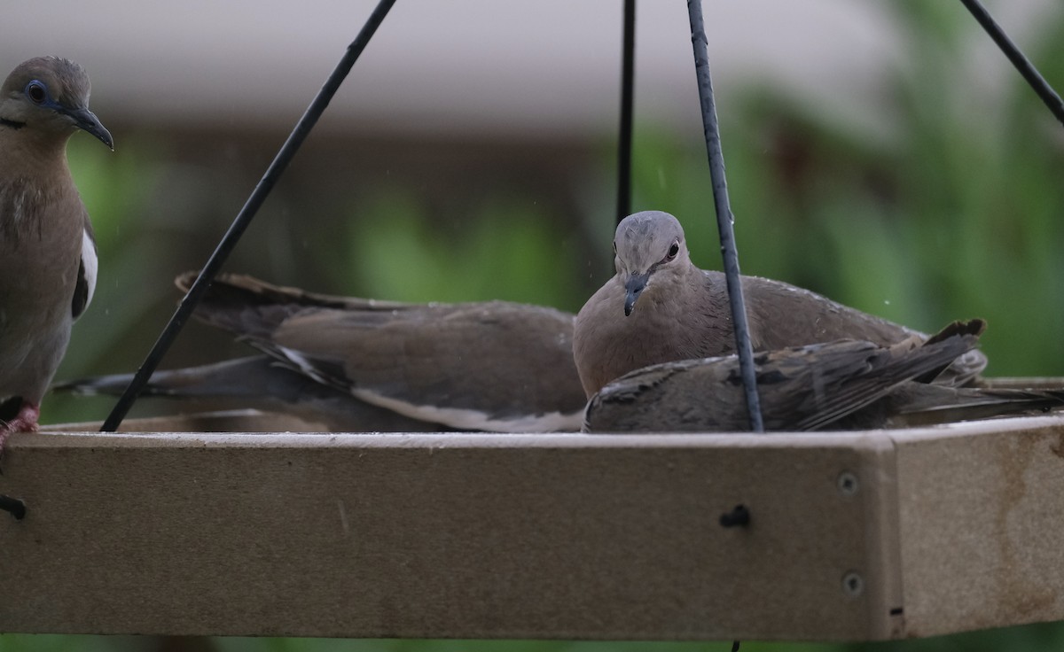 White-tipped Dove - ML638742334
