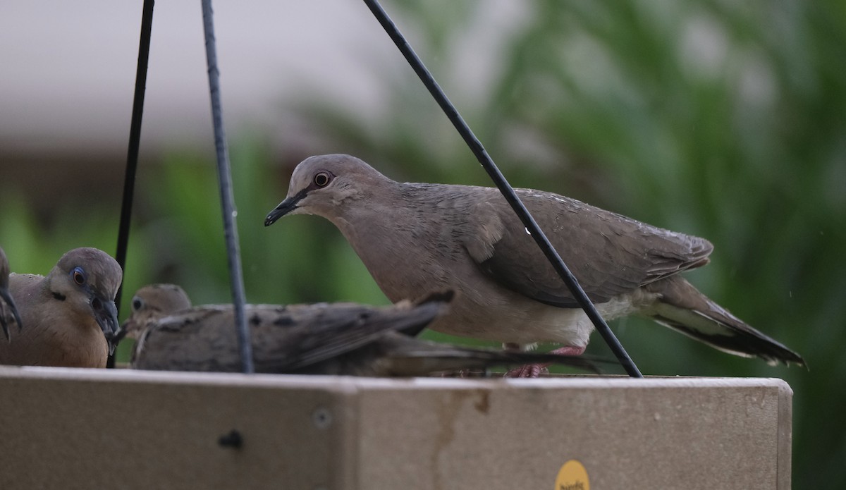 White-tipped Dove - ML638742335