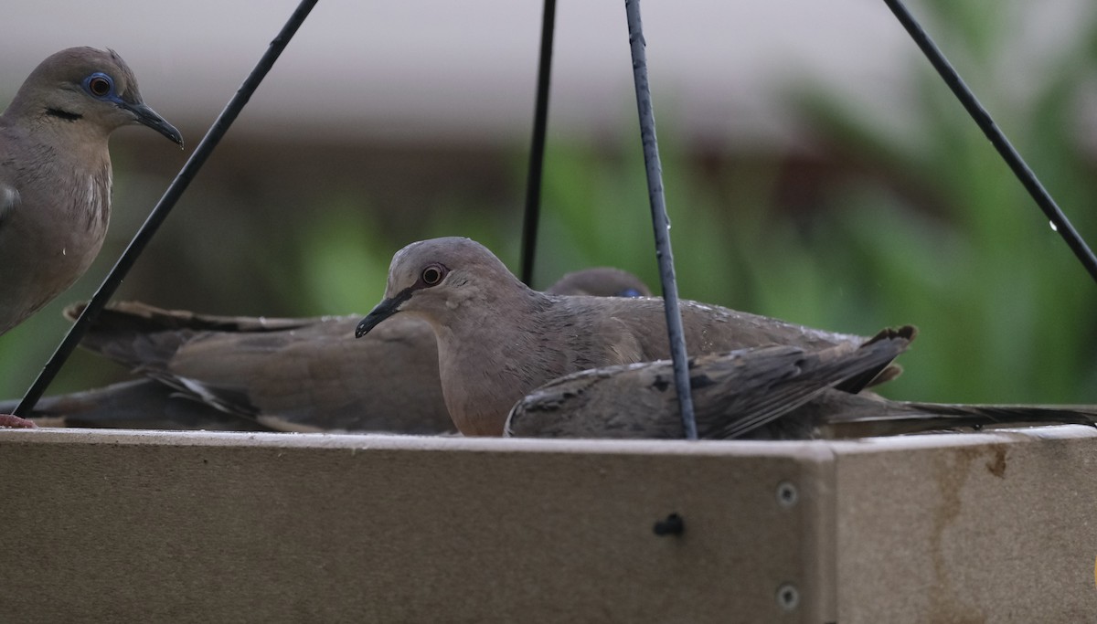 White-tipped Dove - ML638742336