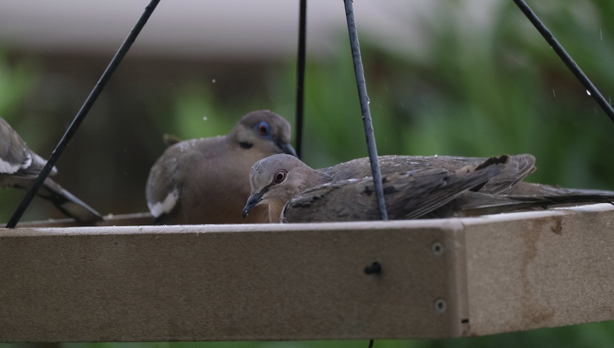 White-tipped Dove - ML638742337