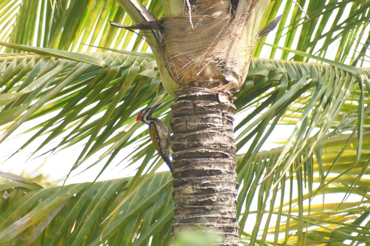 Black-rumped Flameback - ML638742339