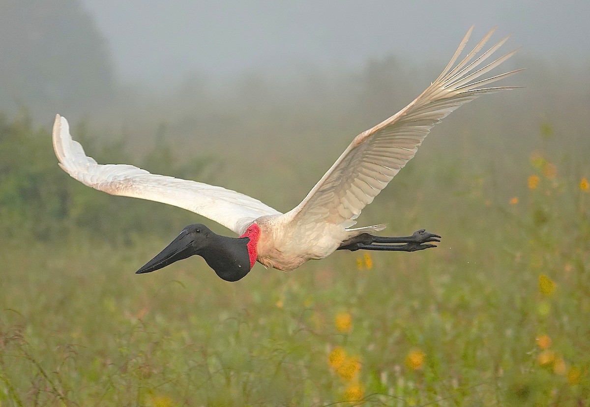 jabirustork - ML638742371