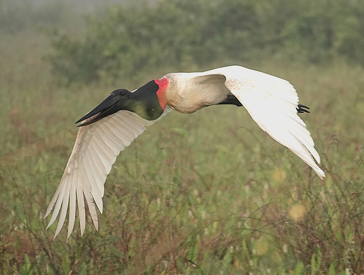 jabirustork - ML638742372