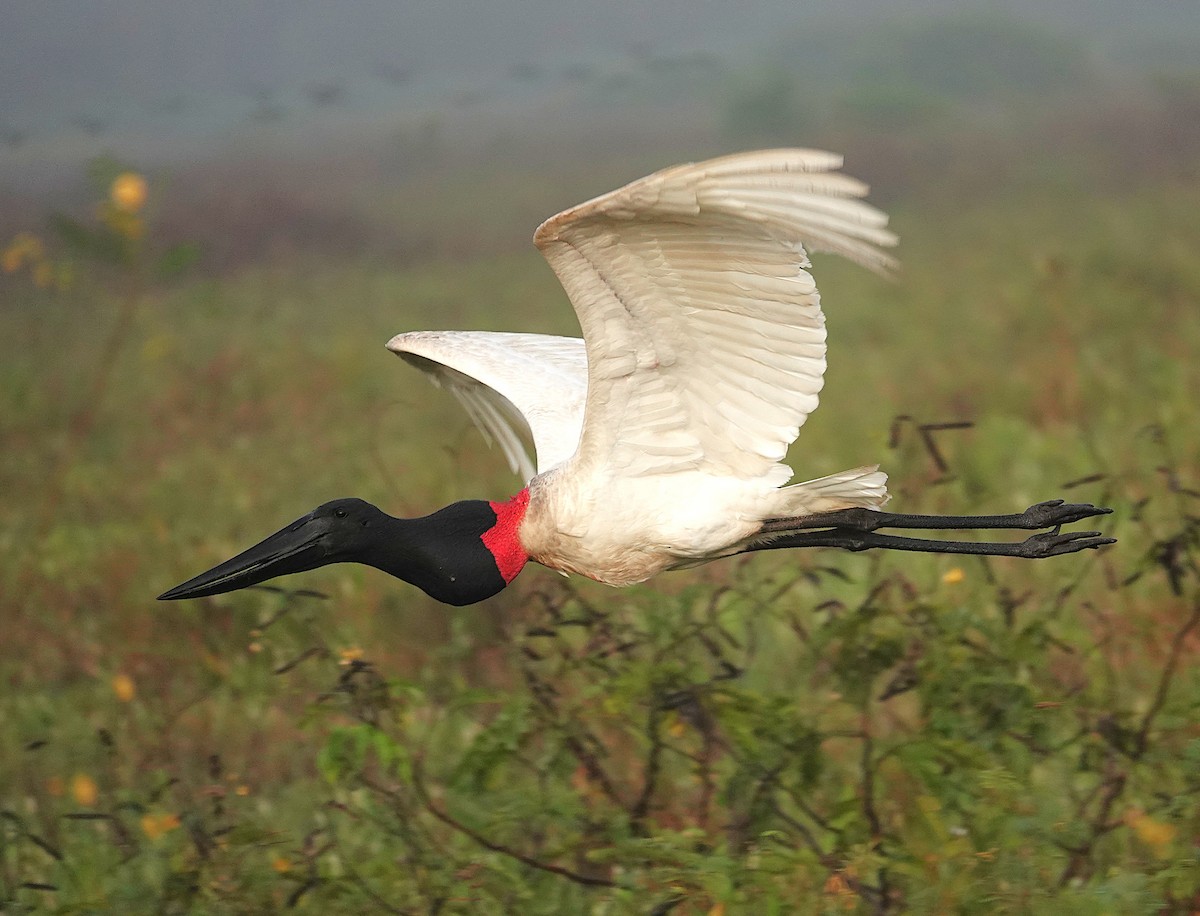 jabirustork - ML638742374
