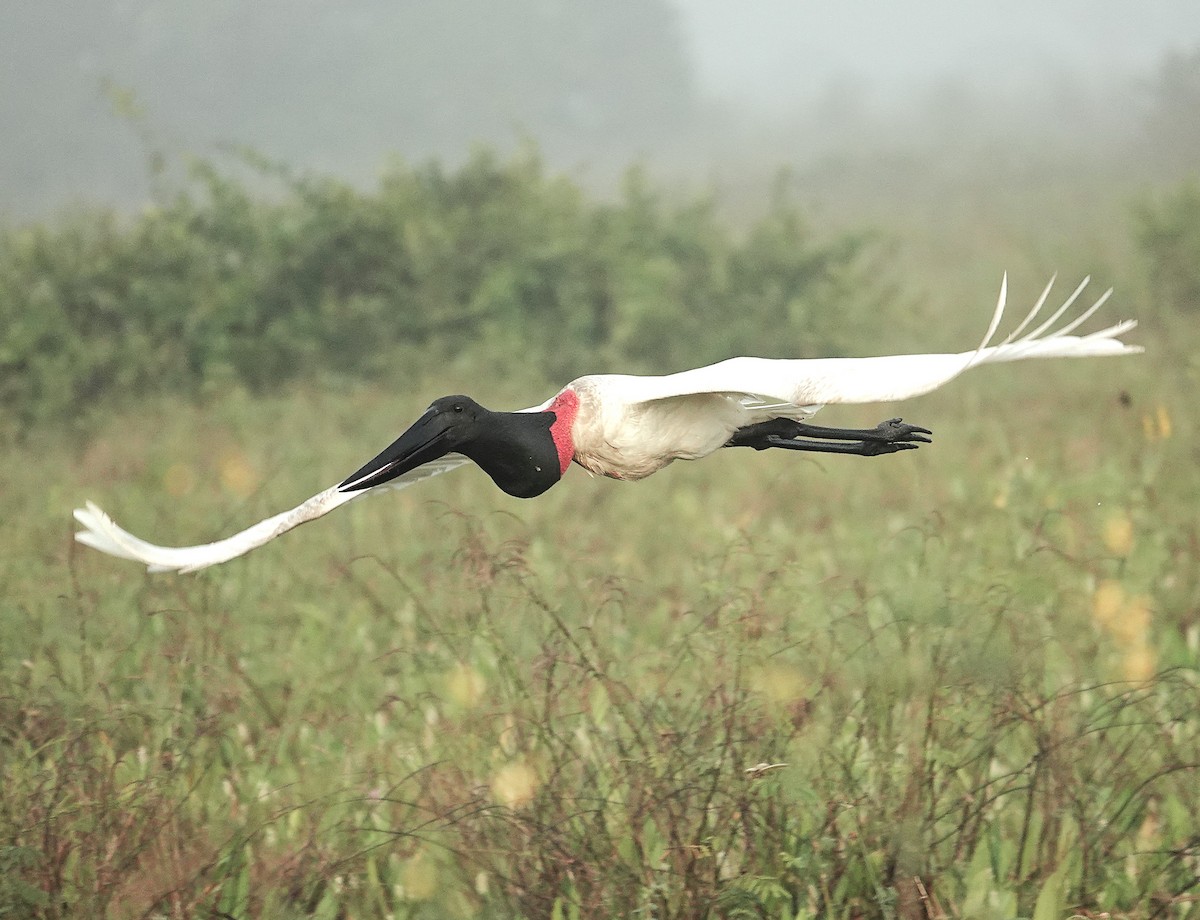 jabirustork - ML638742376
