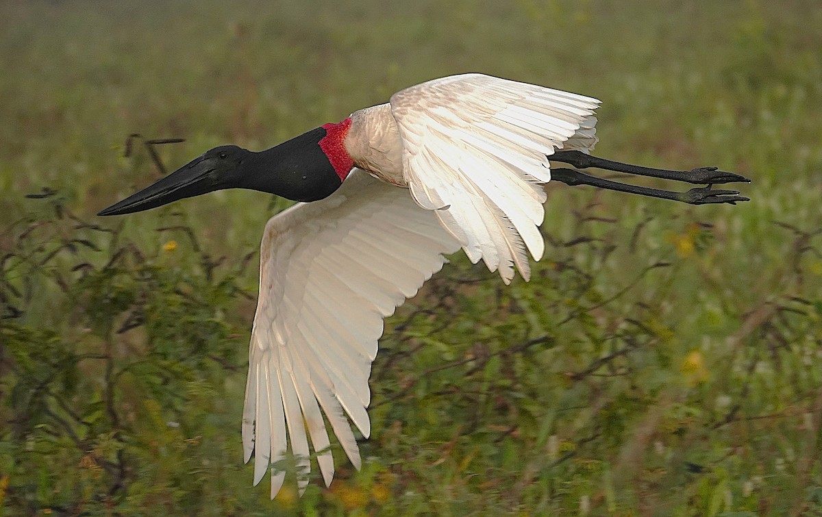 jabirustork - ML638742377