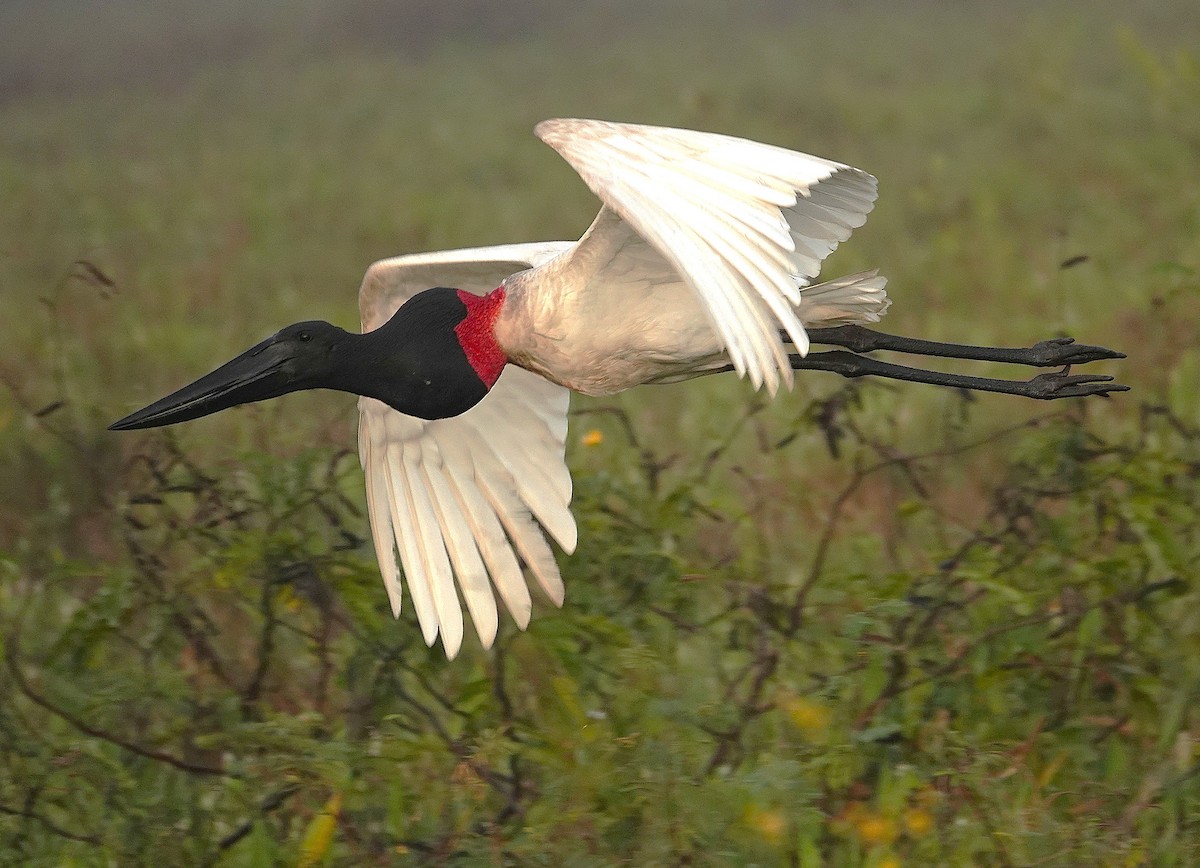 jabirustork - ML638742378