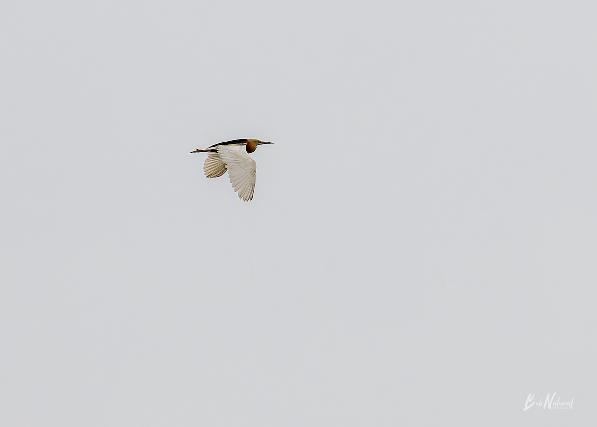 Javan Pond-Heron - ML638742386