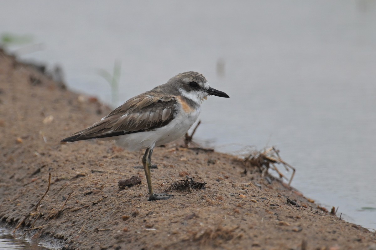 Greater Sand-Plover - ML638742388