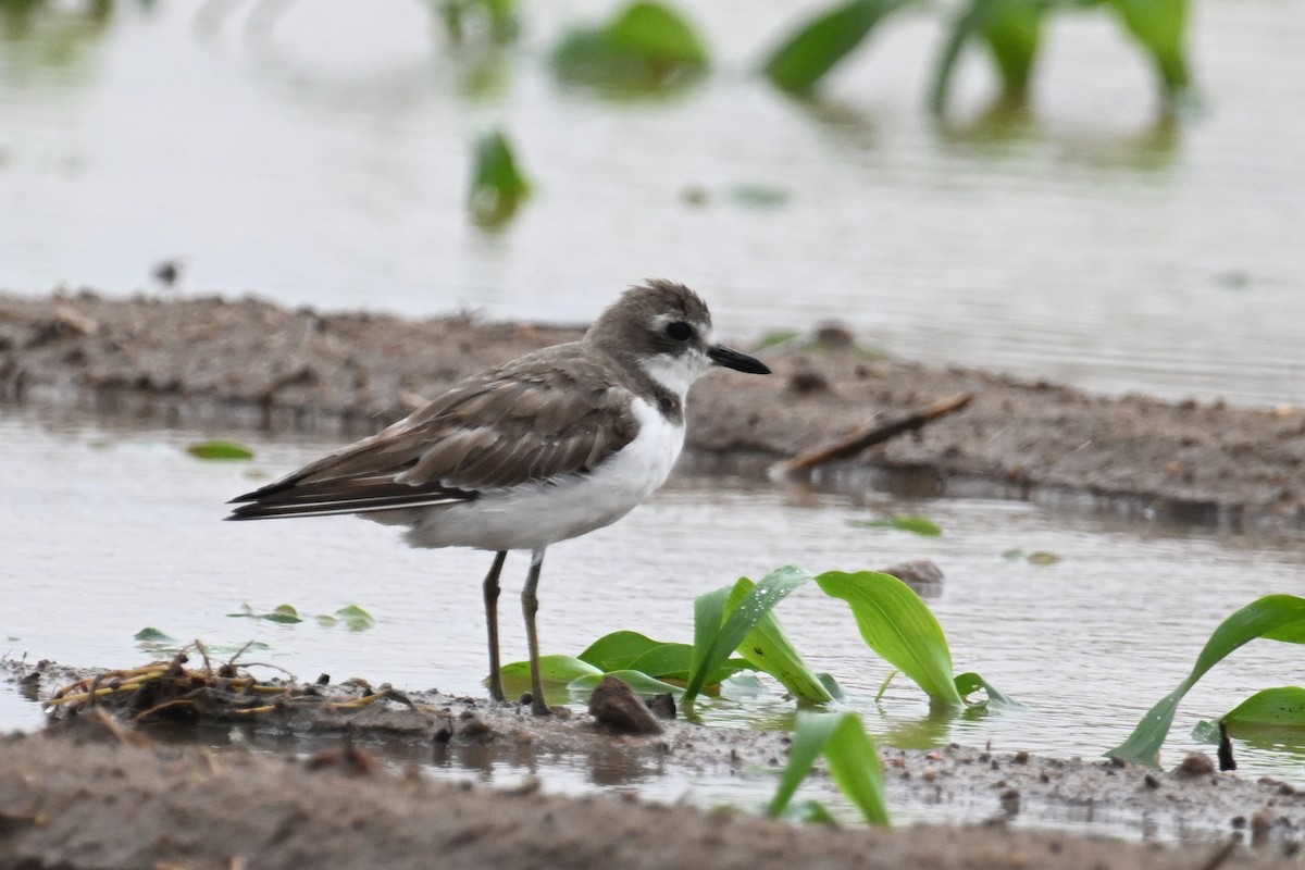 Greater Sand-Plover - ML638742390