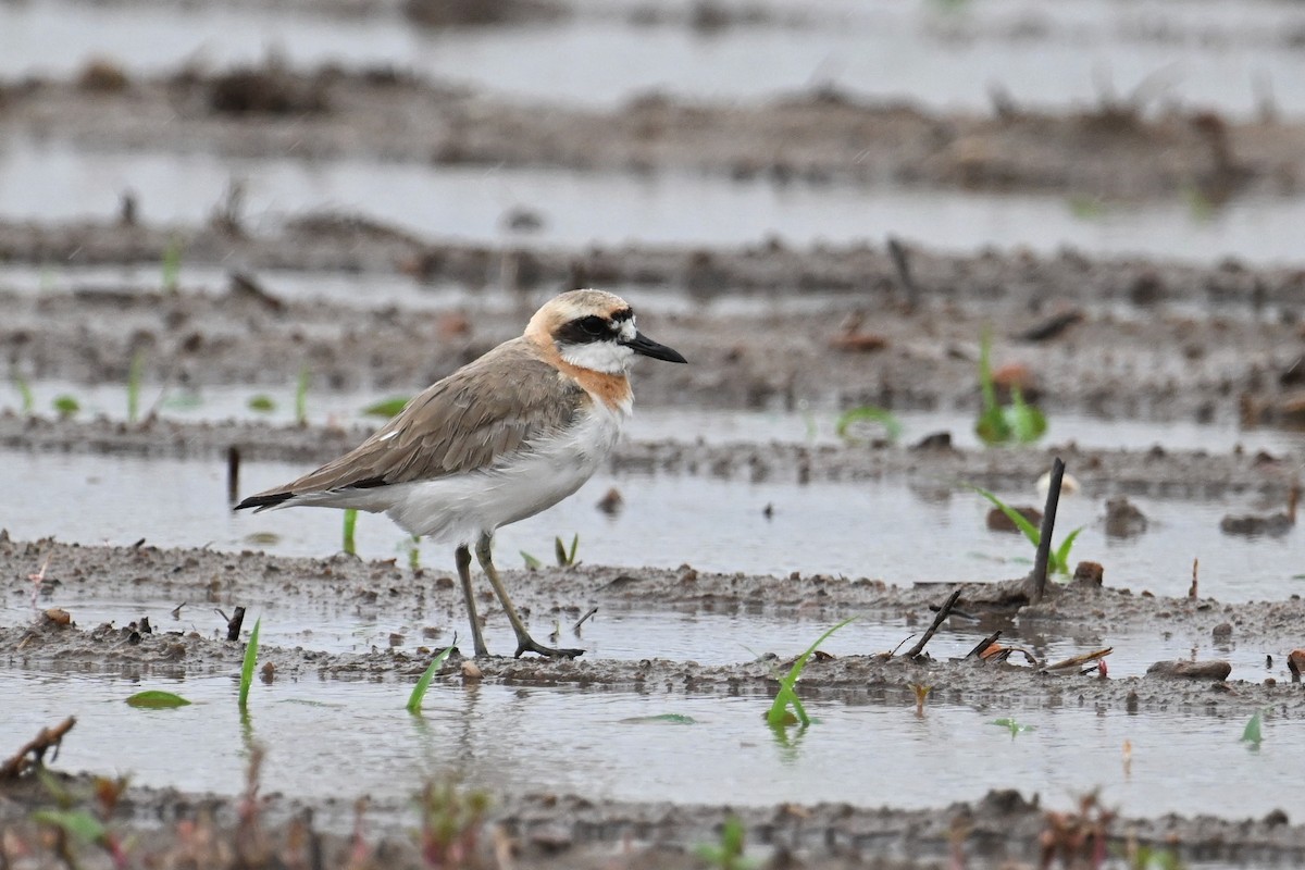 Greater Sand-Plover - ML638742403