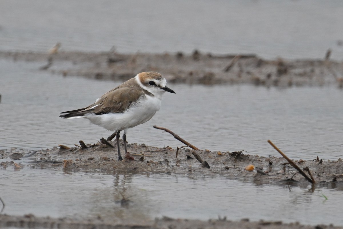 Kentish Plover - ML638742409
