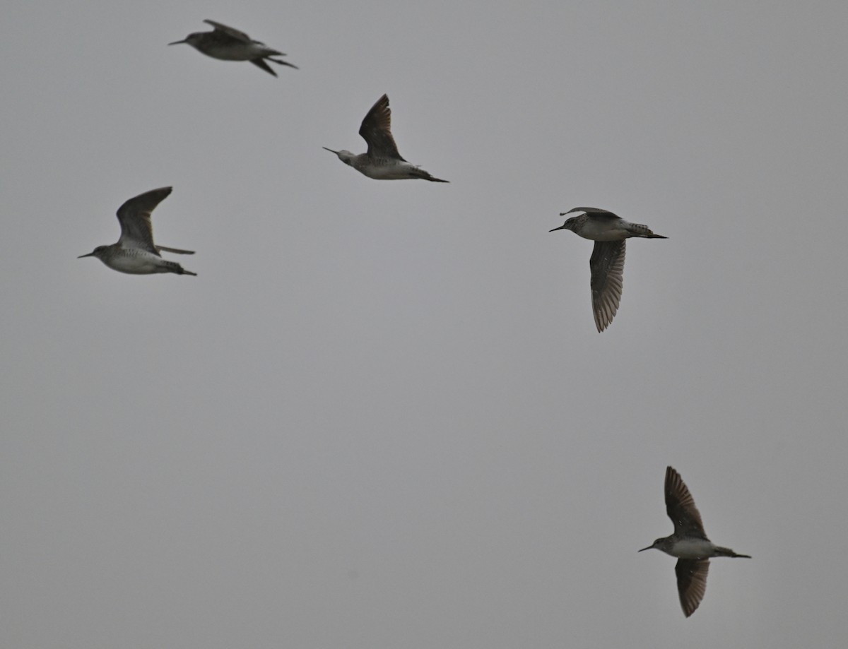Wood Sandpiper - ML638742412