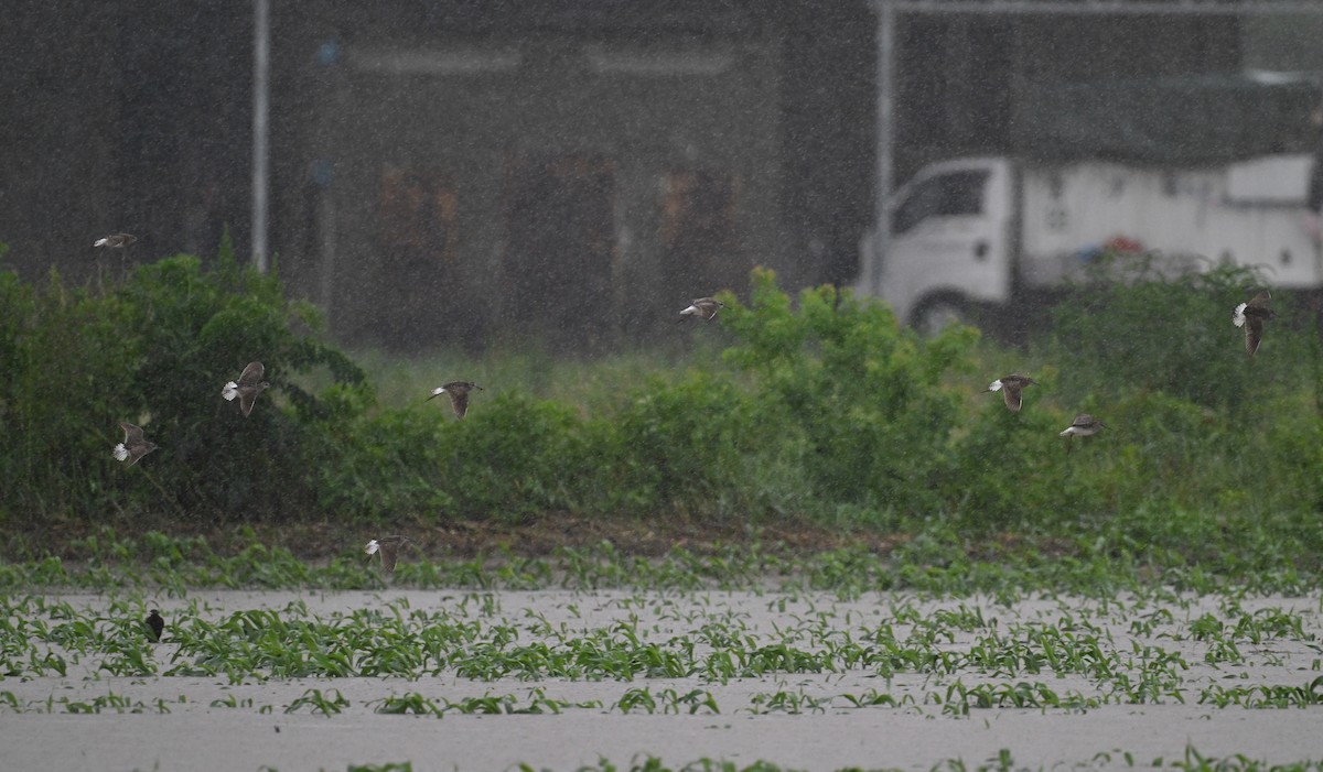 Wood Sandpiper - ML638742413