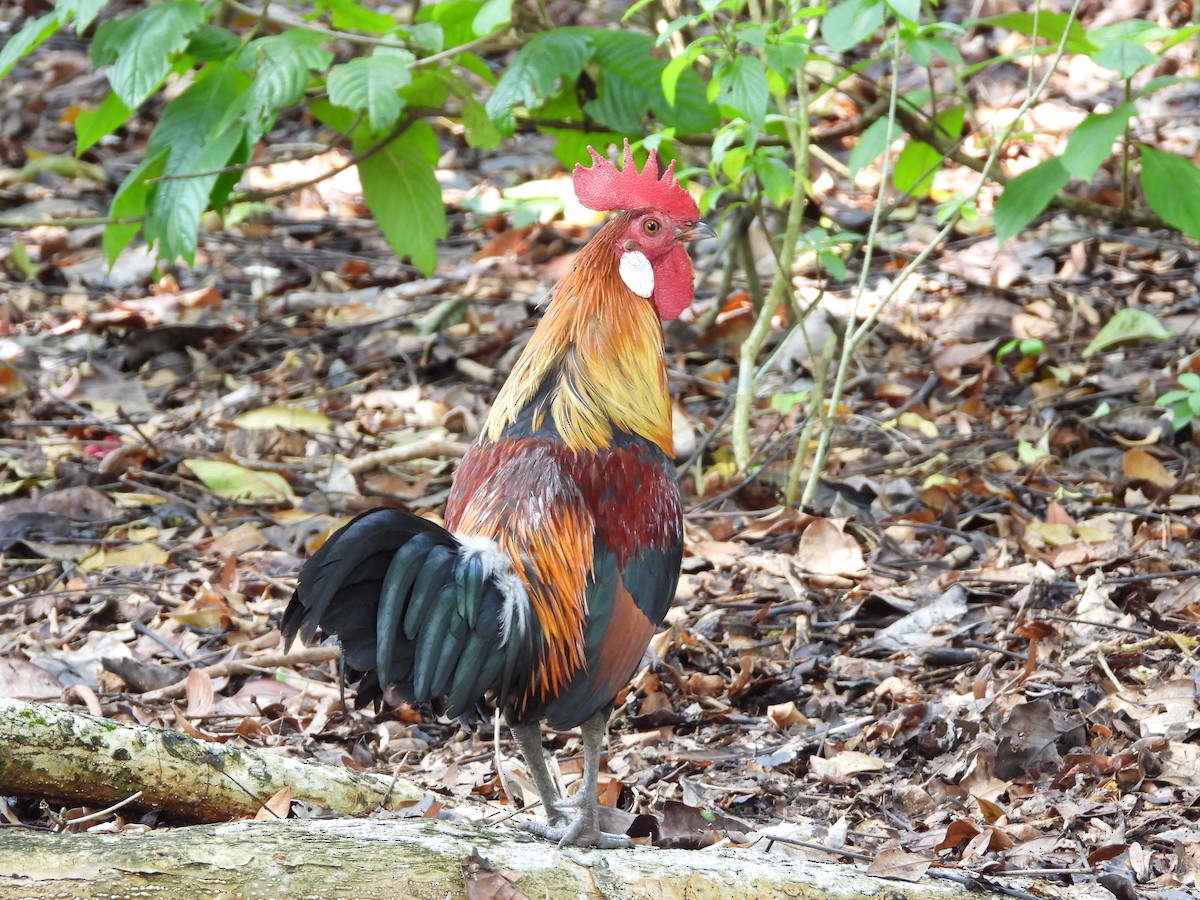 Red Junglefowl - ML638742415