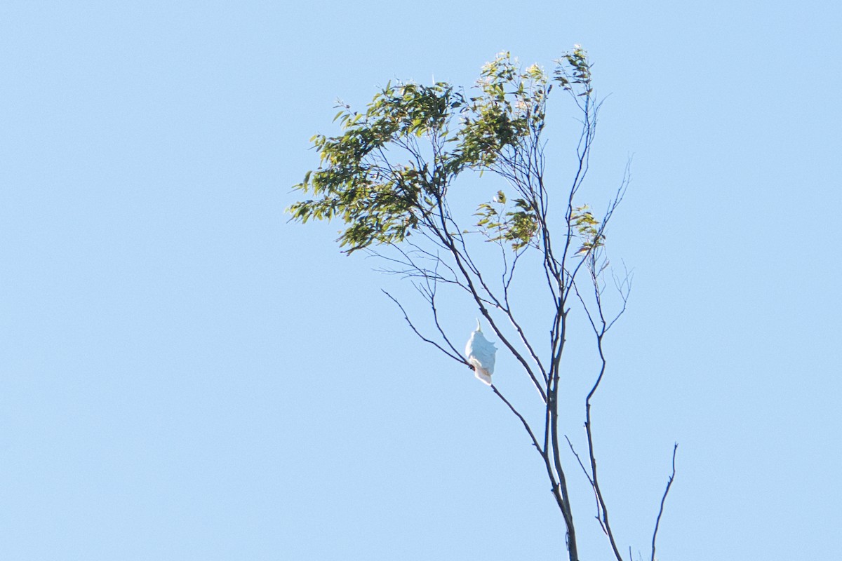 Sulphur-crested Cockatoo - ML638742416