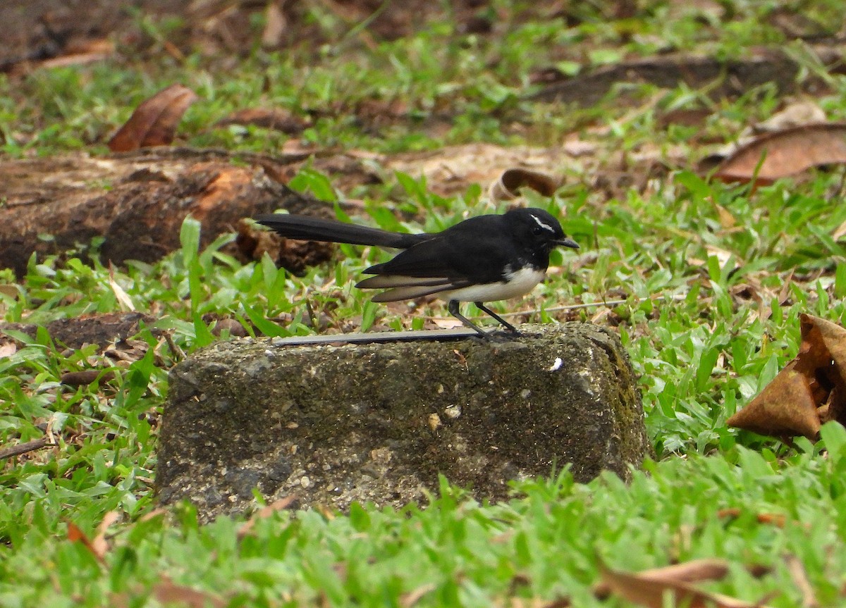 Willie-wagtail - ML638742419