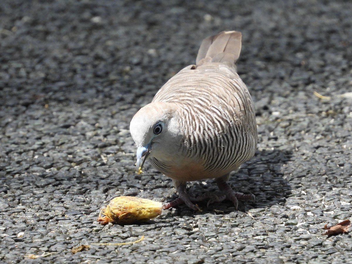 Zebra Dove - ML638742420
