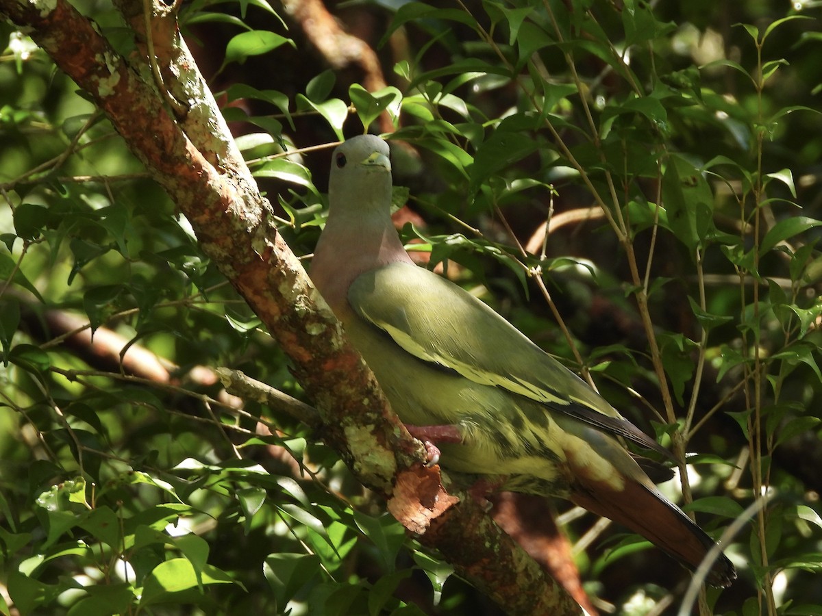 Pink-necked Green-Pigeon - ML638742428