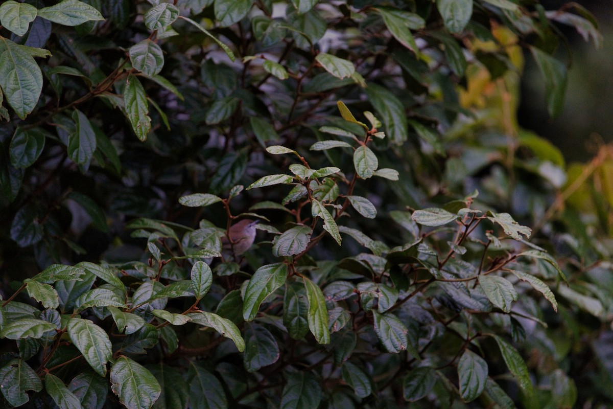 Brown Gerygone - ML638742472