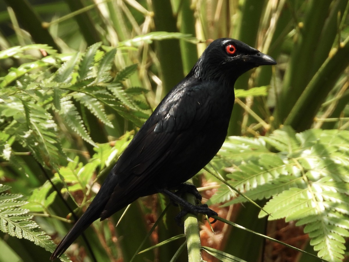 Asian Glossy Starling - ML638742473