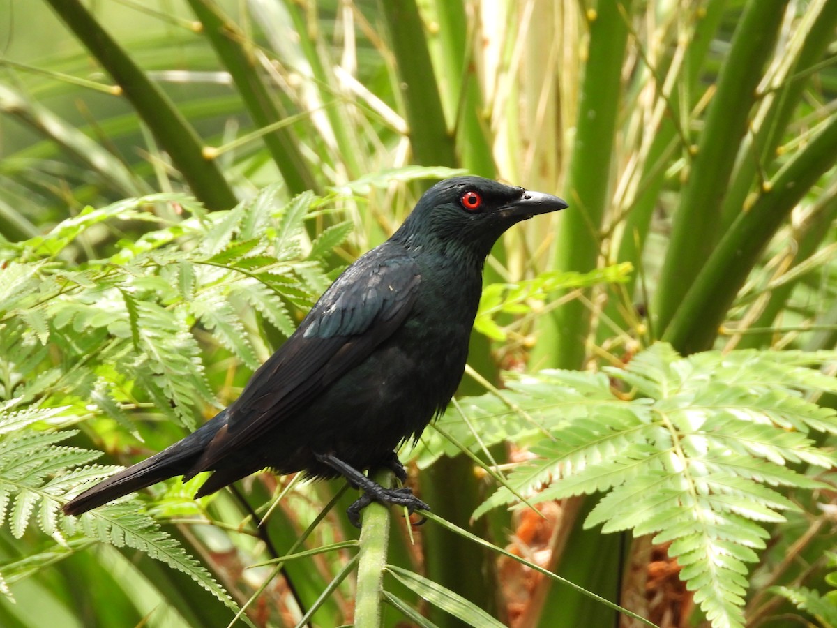 Asian Glossy Starling - ML638742475