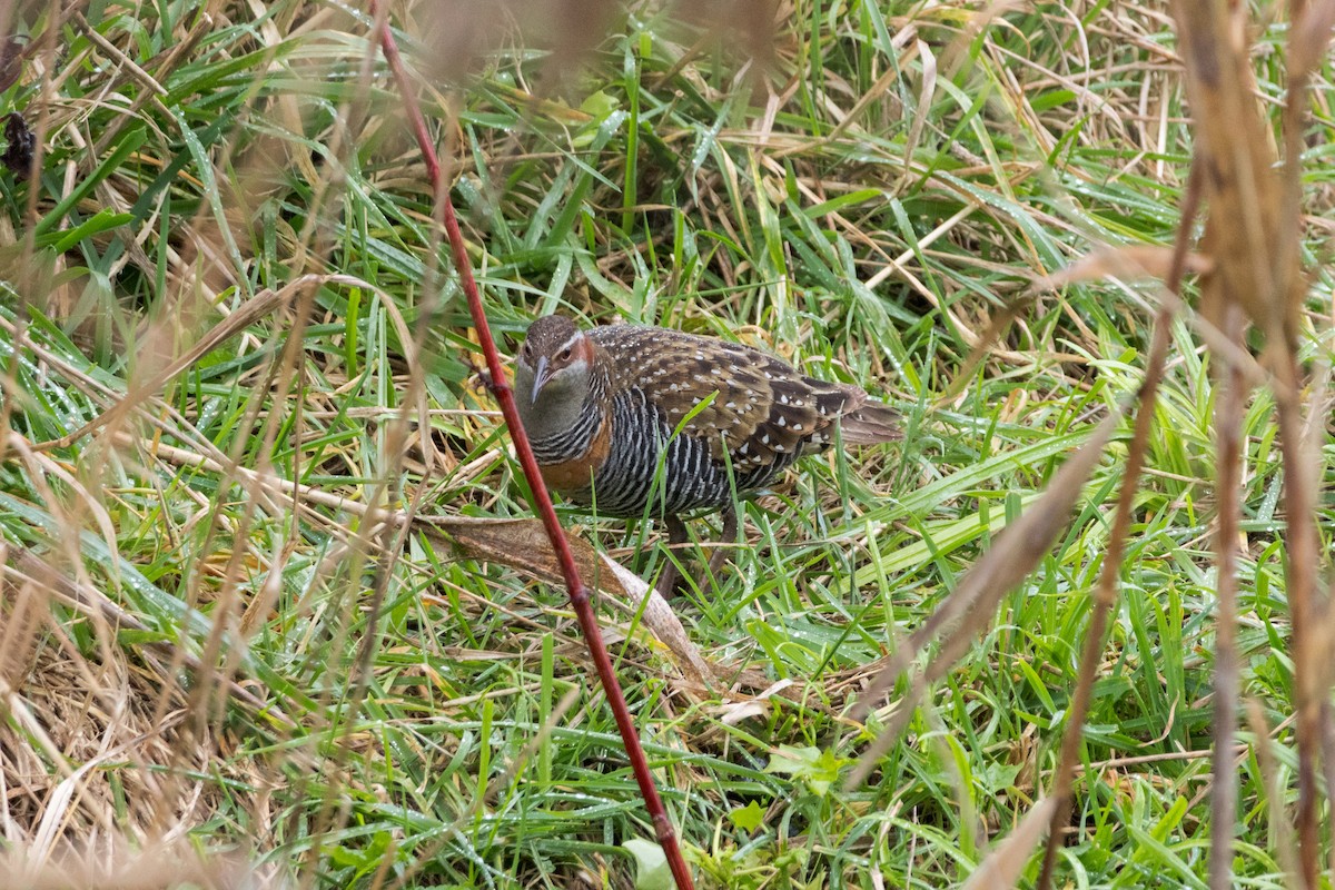Buff-banded Rail - ML638742478