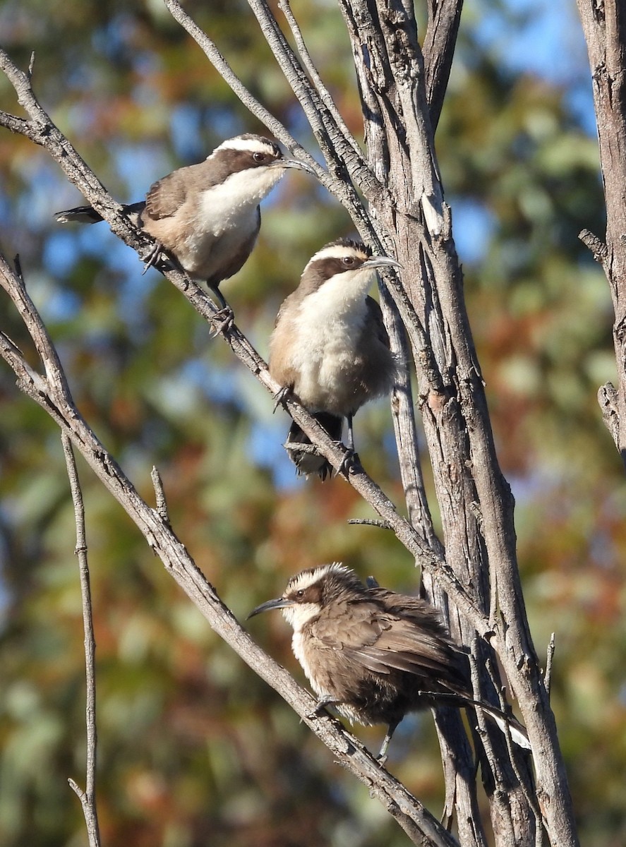 White-browed Babbler - ML638742480