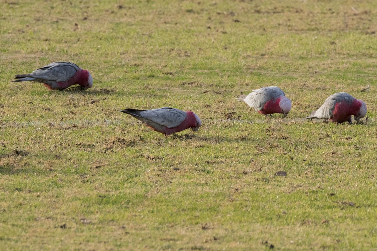 Galah - ML638742481