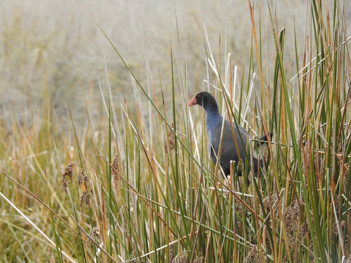 Australasian Swamphen - ML638742482