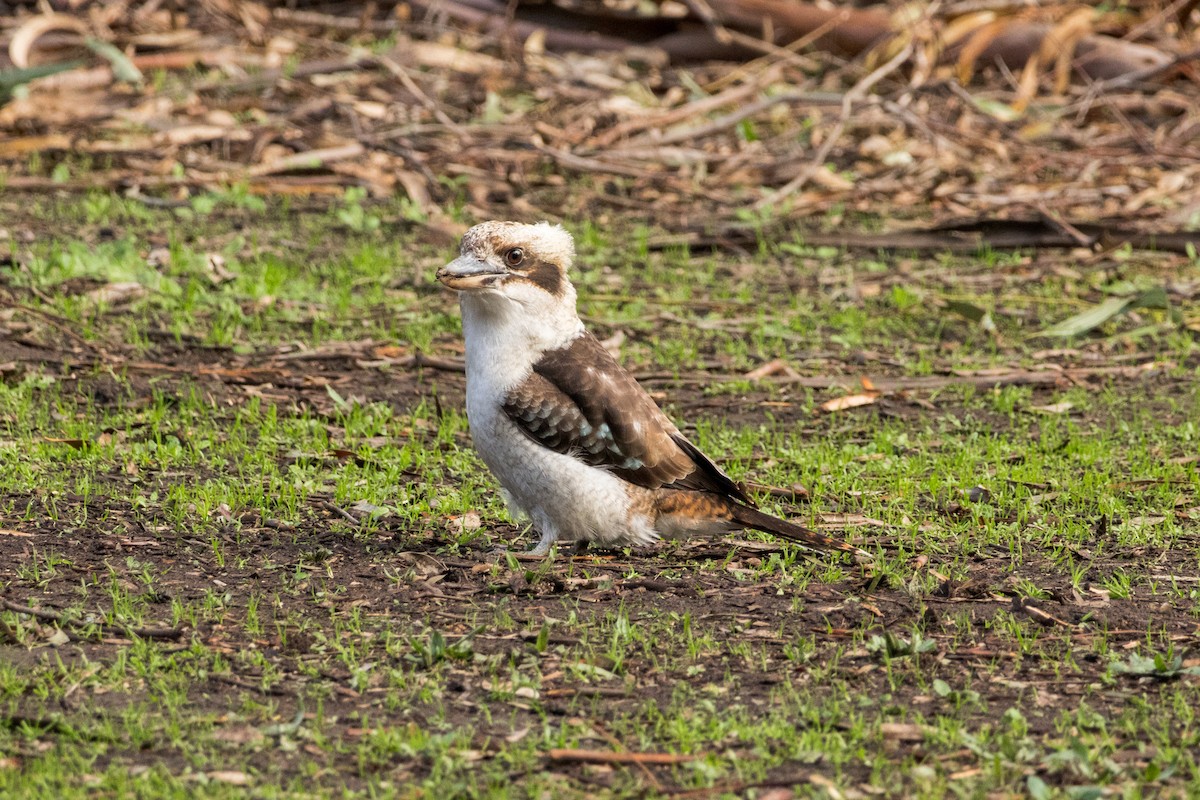 Laughing Kookaburra - ML638742483
