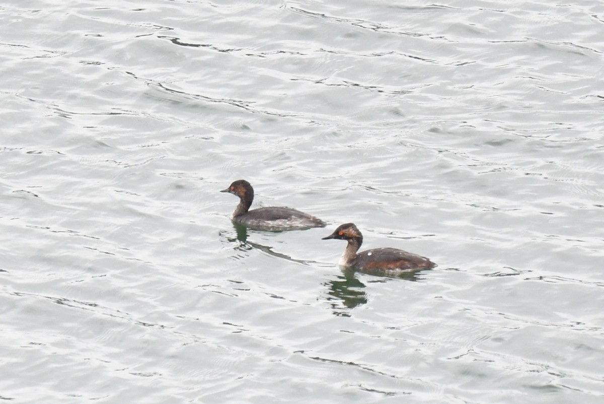 Eared Grebe - ML638742484