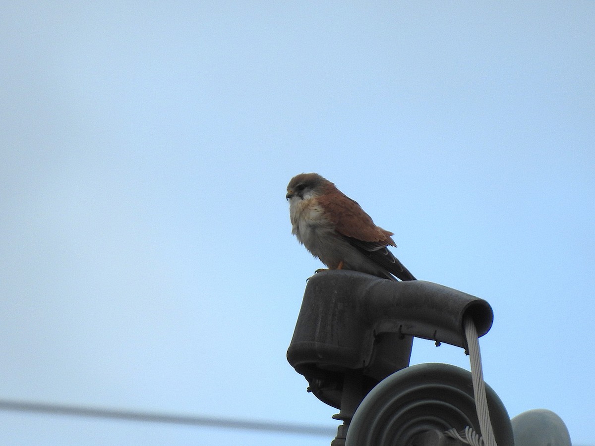 Nankeen Kestrel - ML638742485