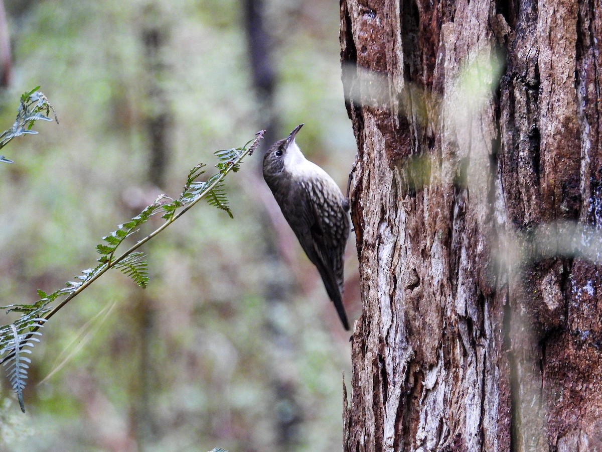 White-throated Treecreeper - ML638742487