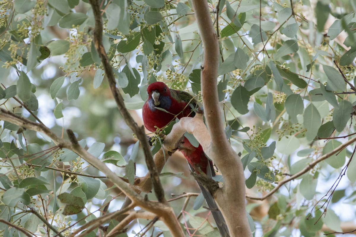 Crimson Rosella - ML638742488