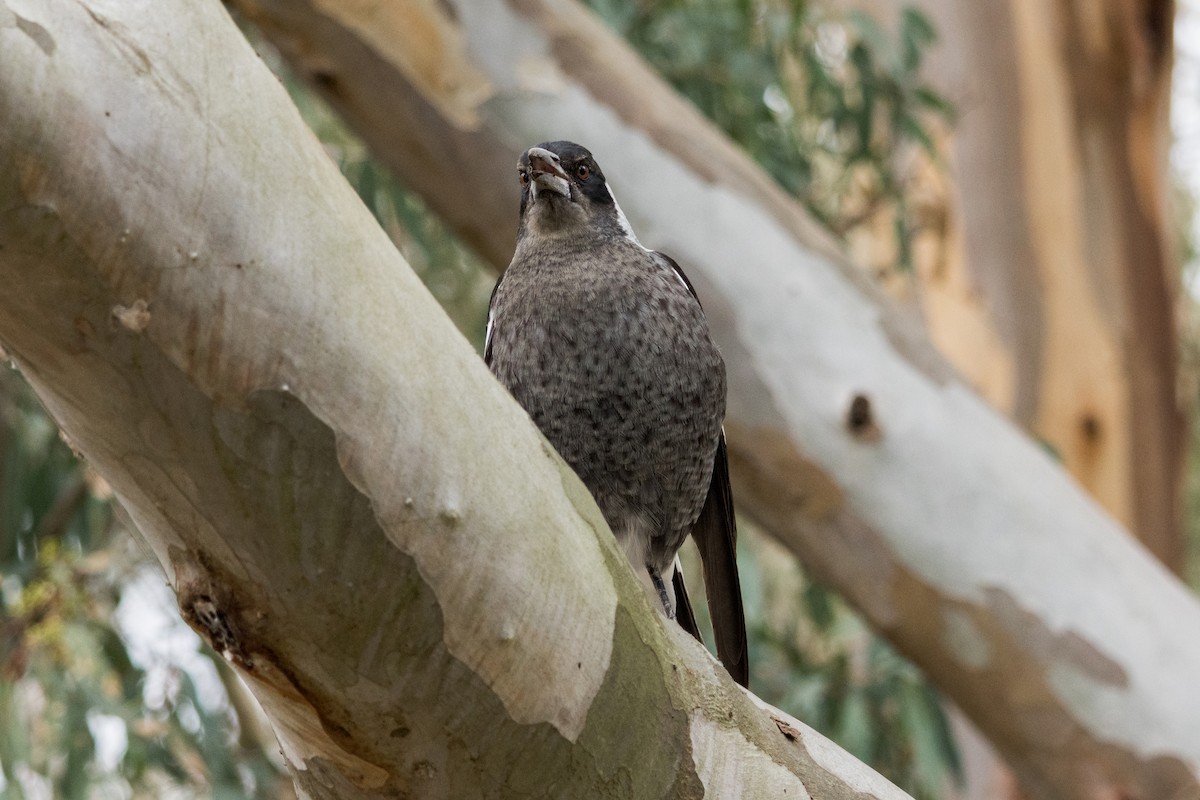 Australian Magpie - ML638742490