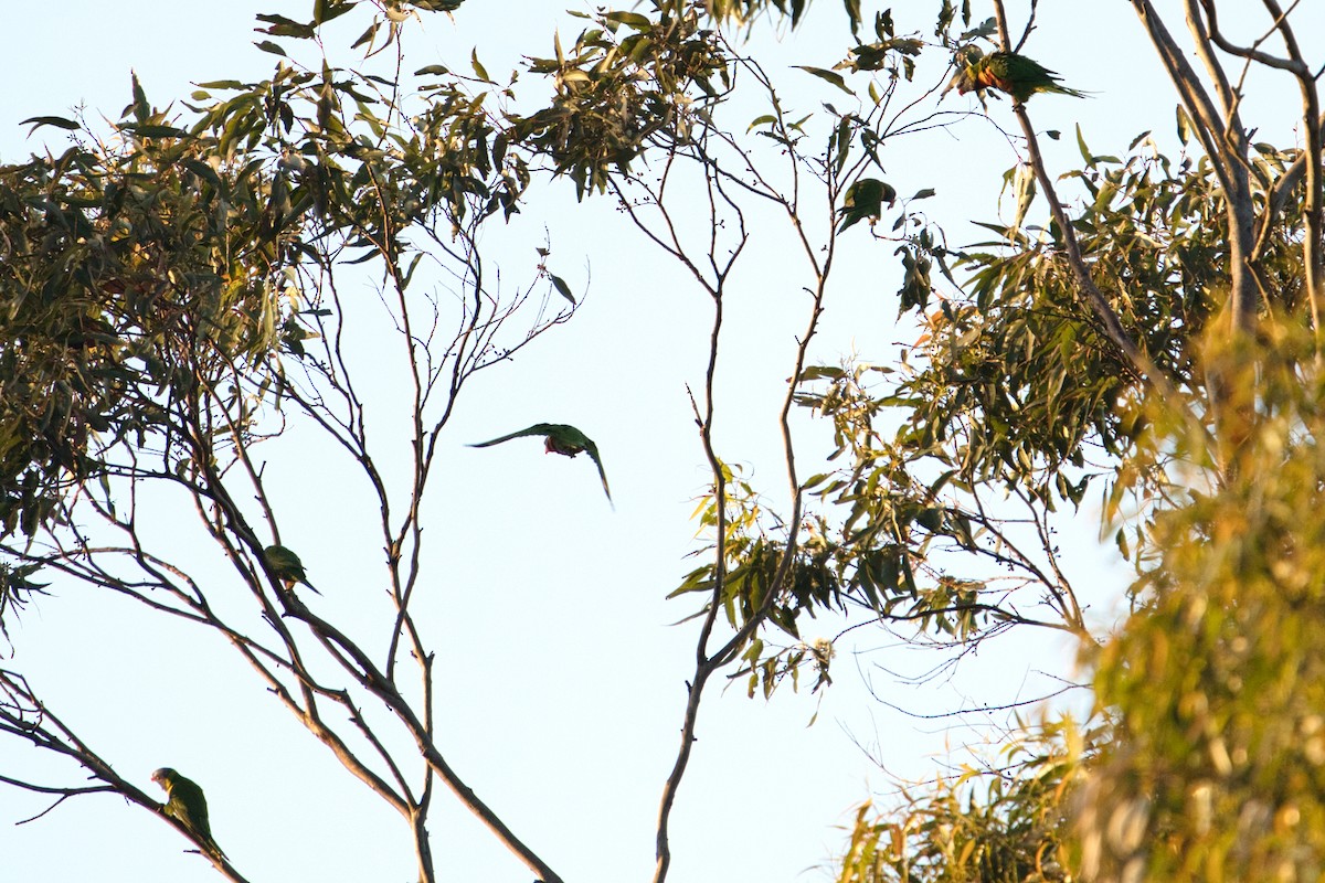 Rainbow Lorikeet - ML638742492