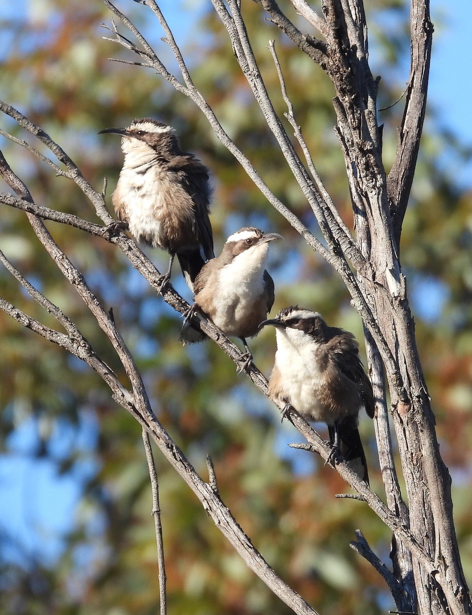 White-browed Babbler - ML638742493