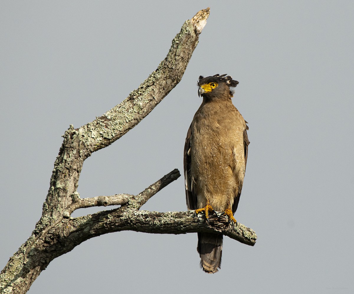 Crested Serpent-Eagle - ML638742520
