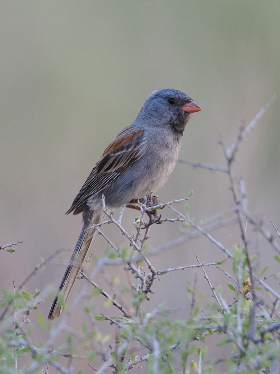 Black-chinned Sparrow - ML638742538