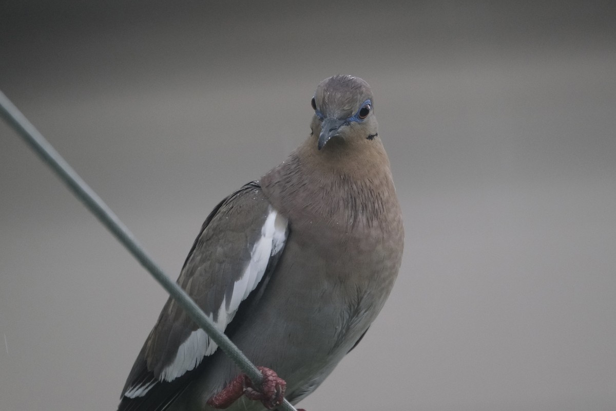 White-winged Dove - ML638742549