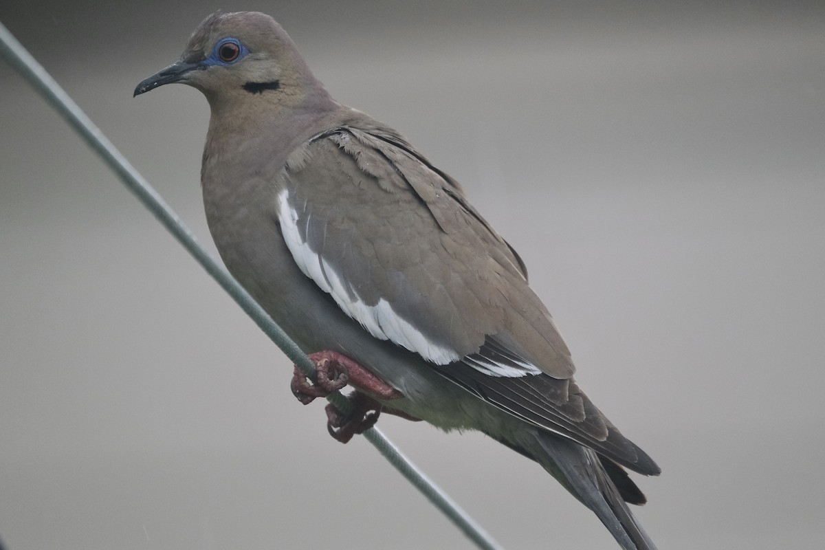 White-winged Dove - ML638742551