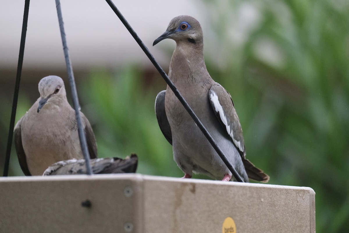 White-winged Dove - ML638742553
