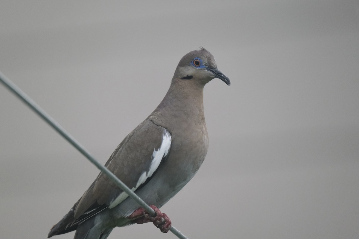 White-winged Dove - ML638742555