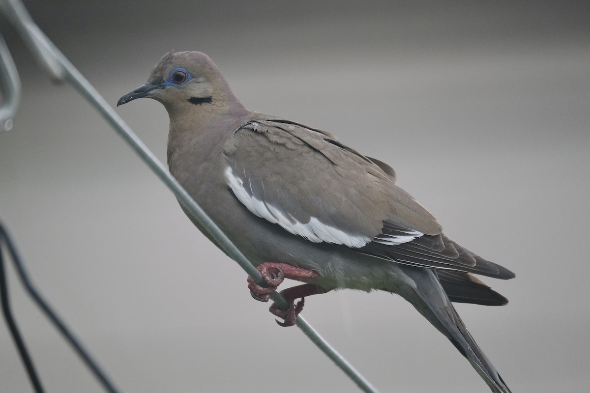 White-winged Dove - ML638742556