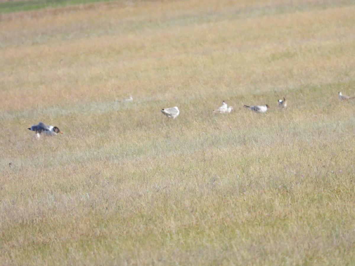 Pallas's Gull - ML638742583