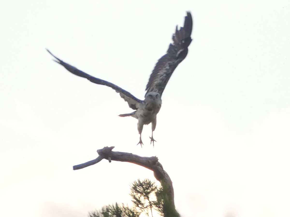 Short-toed Snake-Eagle - ML638742588