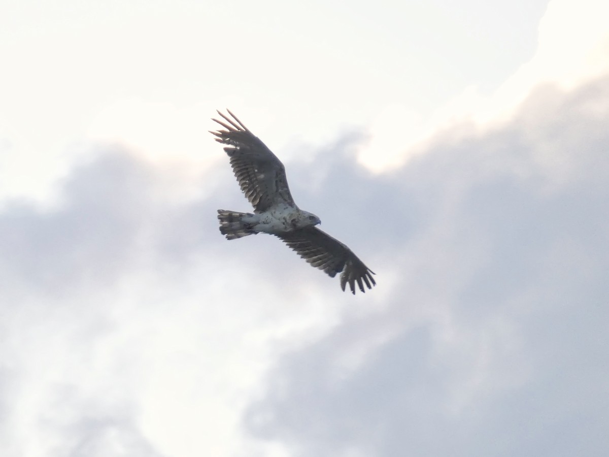 Short-toed Snake-Eagle - ML638742589