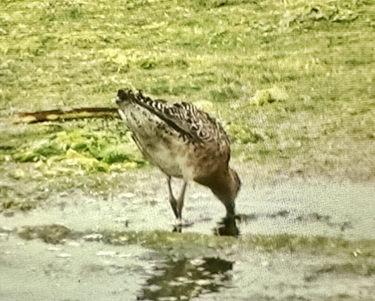 Short-billed Dowitcher - ML638742592